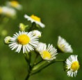 /album/kepgaleria-termeszet/dsc-0206-jpg/